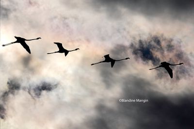animaux/animals