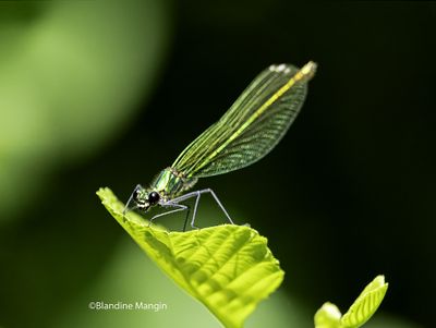 calopteryx 2025