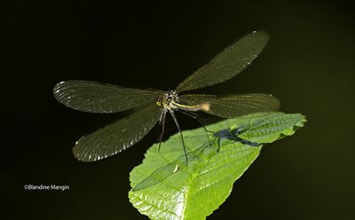calopteryx 2025