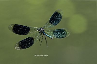 calopteryx 2025