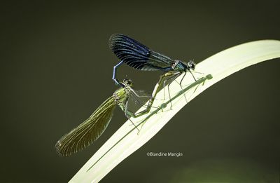 calopteryx 2025