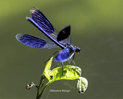 Macrophotographie
