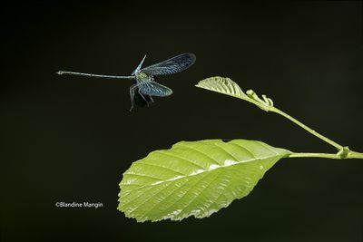 calopteryx 2025