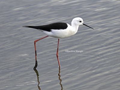 animaux/animals