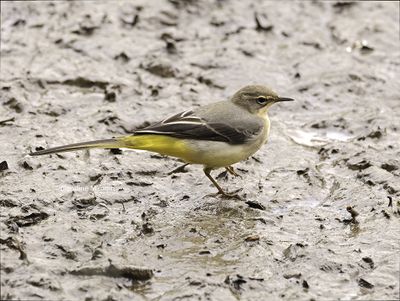 Bergeronnette des ruisseaux