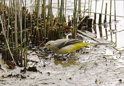 Bergeronnette des ruisseaux