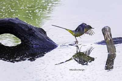 Bergeronnette des ruisseaux