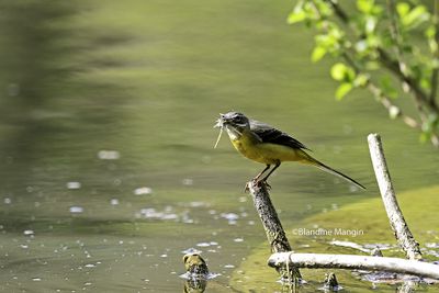 Bergeronnette des ruisseaux