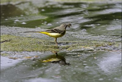 Bergeronnette des ruisseaux