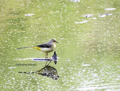Bergeronnette des ruisseaux