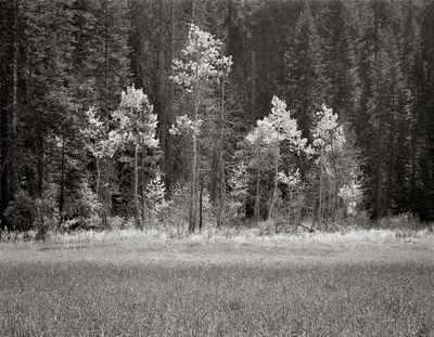 Aspens