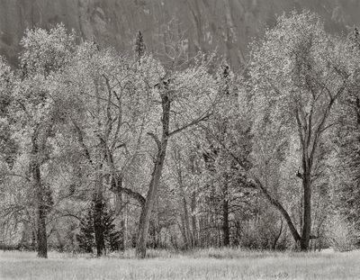 Cottonwoods