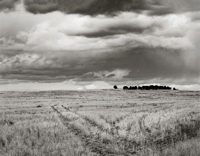 Crops