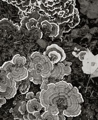 Fungus