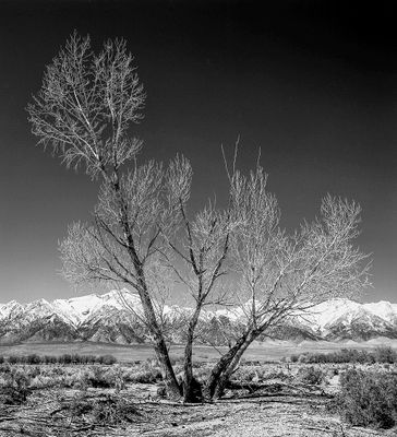 Manzanar