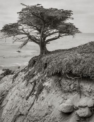 Monterey cypress