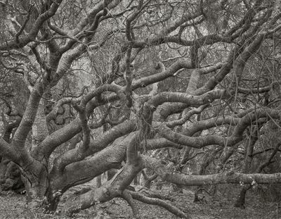 Oaks