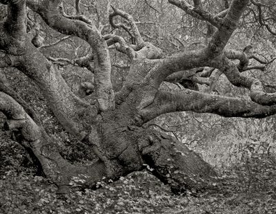 Octopus Tree