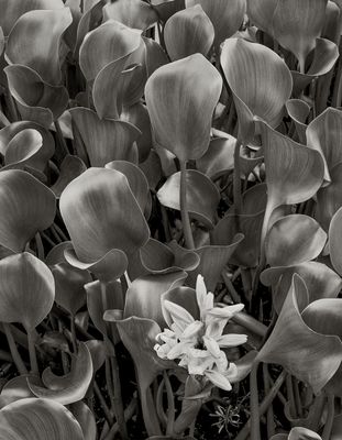 Paddleleaves