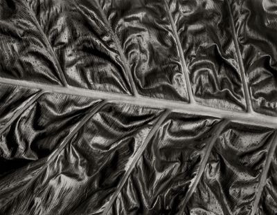Palm Leaf