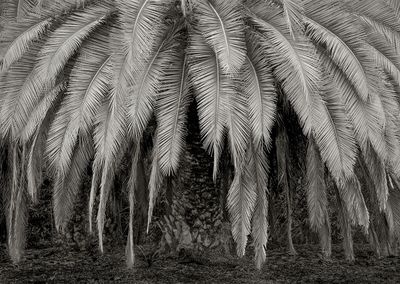 Palm Trees