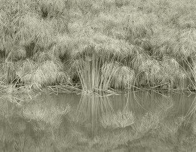 Papius Grass