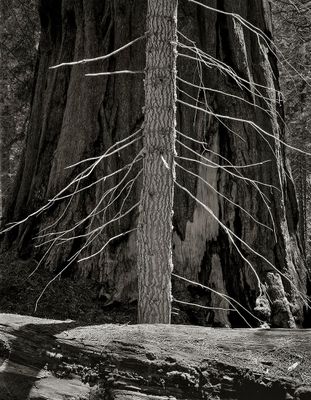 Pine & Sequoia