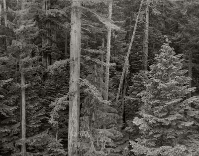 Redwoods