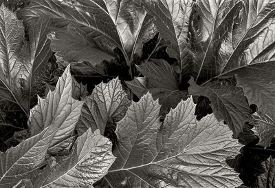 Silver Leaves