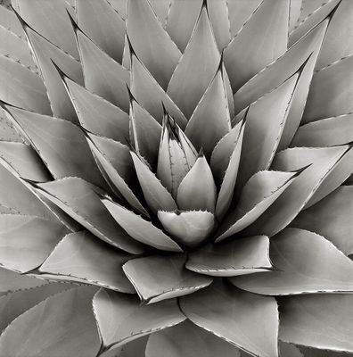 Succulent