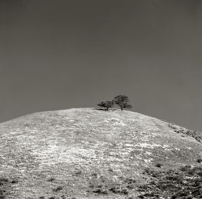Trees & Hill