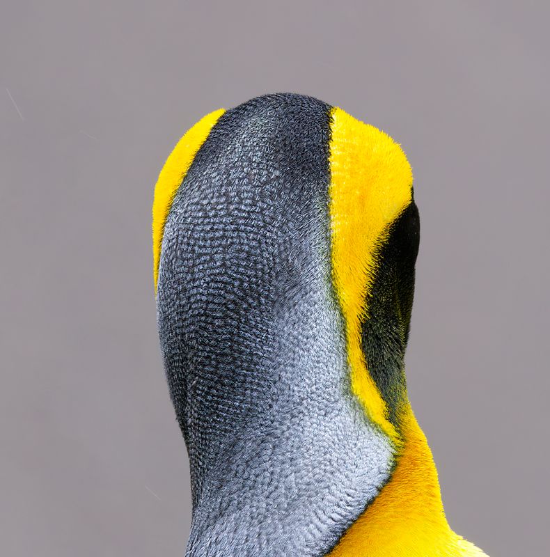 King Penguin Abstract III