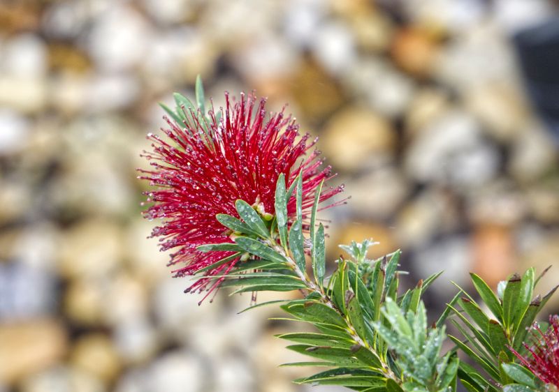 BottleBrush Flower III