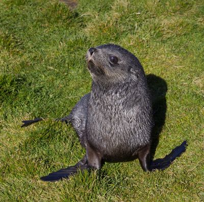 Antarctic Fur Seal Cub South Georgia 2022