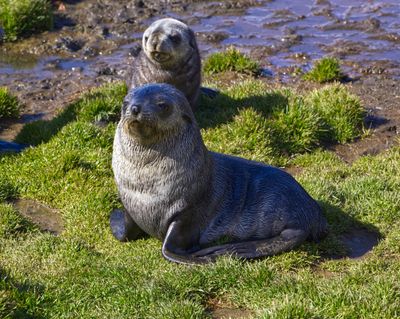 Antarctic Fur Seal Pups South Georgia 2022