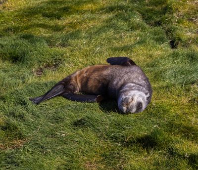 Antarctic Fur Seal Pup South Georgia 2022