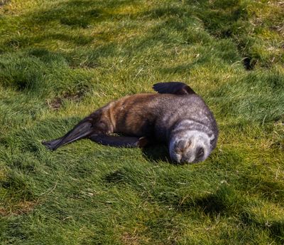 pinnipeds