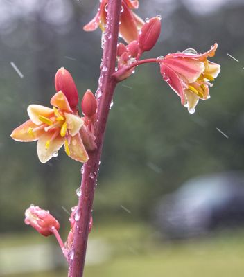 Hummingbird Yucca Flower