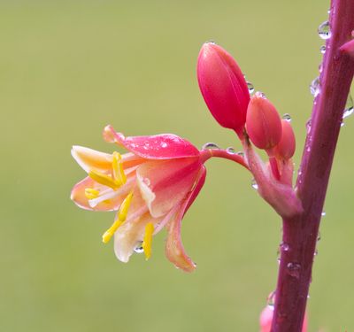 Hummingbird Yucca Flower