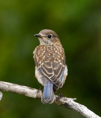 Tupelo Backyard Birds