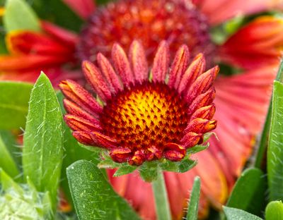 Gaillardia I