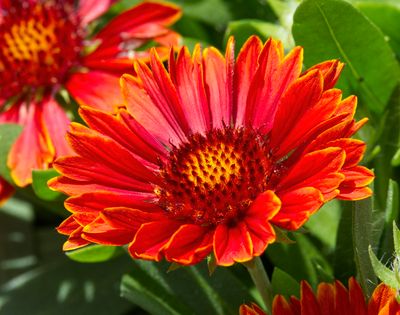 Gaillardia VIII