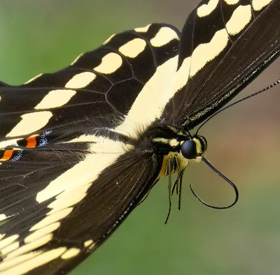 Giant Swallowtail in Flight I