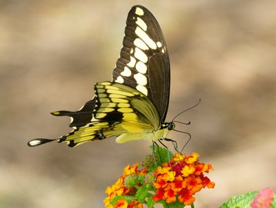 Giant Swallowtail III