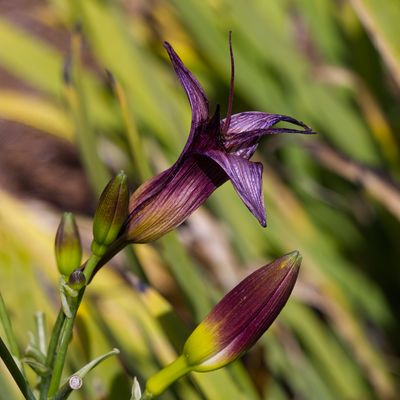 Daylily, New and Old