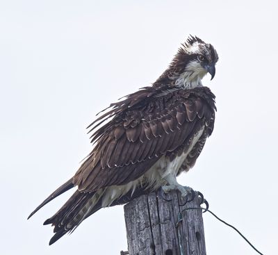 Osprey on Pole, Fort Clinch Amelia Island