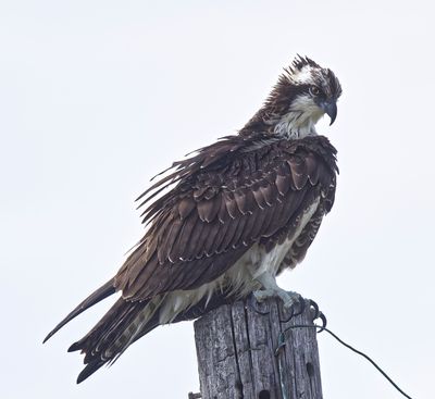 Raptors Scavengers