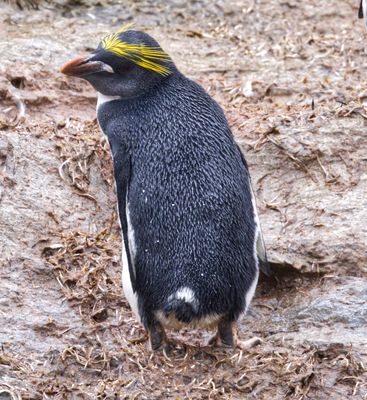 Macaroni Penguin, South Georgia March 2022