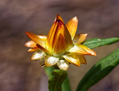 Strawflower Bud I