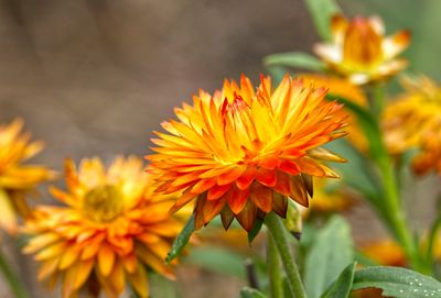 Strawflower II